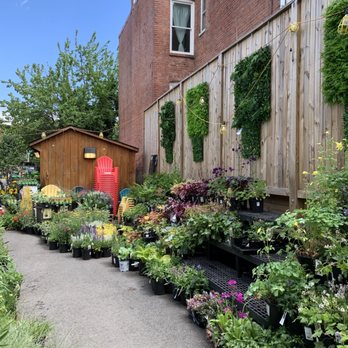 Foliage by Frager's Garden Center - Nurseries & Gardening Near Me - Washington, DC, District of Columbia Foliage by Frager's Garden Center - Nurseries & Gardening Near Me - Washington, DC, District of Columbia