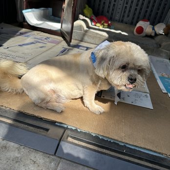 Beachside Bubbles Mobile Dog Grooming - Pet Groomers Near Me