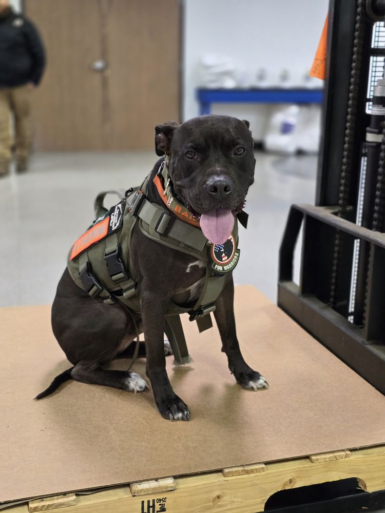 Working Dogs For Warriors - social services organization in Rancho Cucamonga, CA