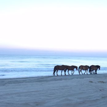 Corolla Wild Horse Tours - The beautiful horses with a beautiful natural background - Tours Near Me - Corolla, North Carolina Corolla Wild Horse Tours - The beautiful horses with a beautiful natural background - Tours Near Me - Corolla, North Carolina