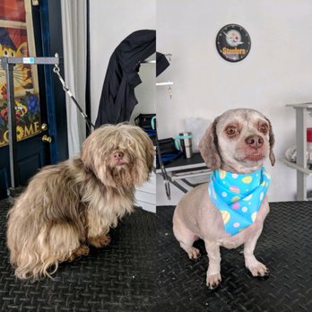 Petsburgh Grooming - Pet Groomers Near Me - Pittsburgh, Pennsylvania Petsburgh Grooming - Pet Groomers Near Me - Pittsburgh, Pennsylvania