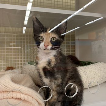 Petco - Pet Training Near Me - Alpharetta, Georgia