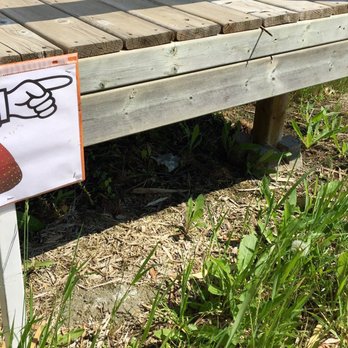 Forest Fringe Orchards - a sign with a hand pointing at a strawberry - Wineries Near Me - Prince Albert, Saskatchewan