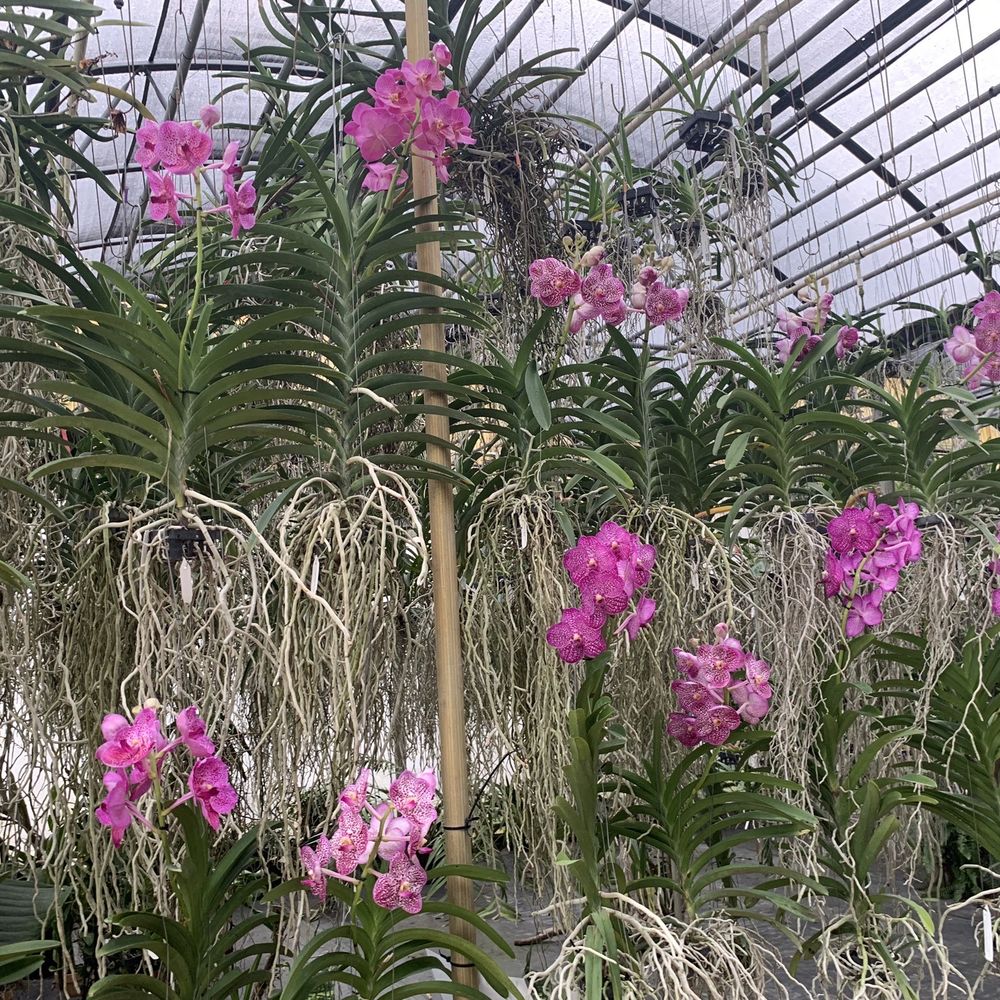 Palmer Orchids - Nurseries & Gardening Near Me - Bradenton, Florida Palmer Orchids - Nurseries & Gardening Near Me - Bradenton, Florida