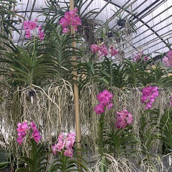 Palmer Orchids - Nurseries & Gardening Near Me - Bradenton, Florida