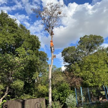 H Tree Service - Tree removal - Tree Services Near Me - Richardson , Texas H Tree Service - Tree removal - Tree Services Near Me - Richardson , Texas