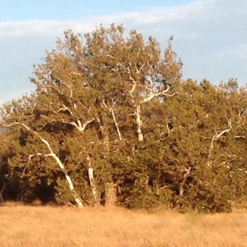 Sycamore Grove Park - Late evening glow on the grove - Parks Near Me - Livermore, California Sycamore Grove Park - Late evening glow on the grove - Parks Near Me - Livermore, California