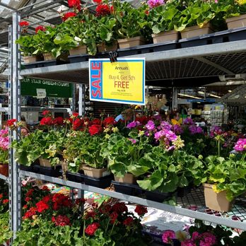 English Gardens - Geraniums everyone's favorite easy to grow low maintenance they can go all the way up to August as a bass guitar in a pot - Nurseries & Gardening Near Me - Eastpointe, Michigan English Gardens - Geraniums everyone's favorite easy to grow low maintenance they can go all the way up to August as a bass guitar in a pot - Nurseries & Gardening Near Me - Eastpointe, Michigan