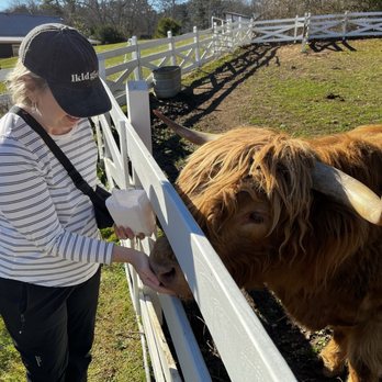 Julep Farms - Feeding cows - Farms Near Me - Dillard, Georgia