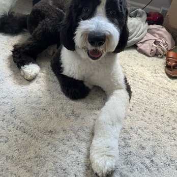 Puppy Love Grooming - Puppy love grooming - Pet Groomers Near Me - Pittsburgh, Pennsylvania Puppy Love Grooming - Puppy love grooming - Pet Groomers Near Me - Pittsburgh, Pennsylvania