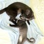 Photo of Hirsch Animal Hospital
