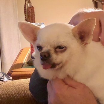 Salmon Brook Veterinary Hospital - "Hey Man, Dr V is the best!" - Veterinarians Near Me - Granby, Connecticut Salmon Brook Veterinary Hospital - "Hey Man, Dr V is the best!" - Veterinarians Near Me - Granby, Connecticut