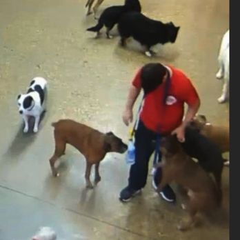 Camp Bow Wow - Baton Rouge - Pet Training Near Me - Baton Rouge, Louisiana