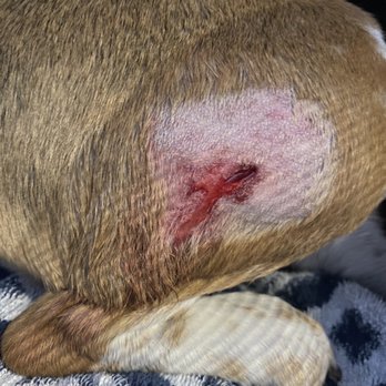 Camp Bow Wow - Diablo Valley - After the vet - Pet Groomers Near Me - Concord, California