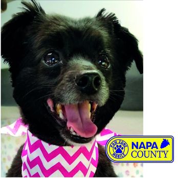 Paw Zone Mobile - Pet Groomers Near Me Paw Zone Mobile - Pet Groomers Near Me