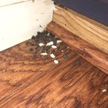 Fast Action Pest Control - Rat droppings - Pest Control Near Me - Yuba City, California