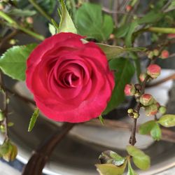 Einzelne Rose