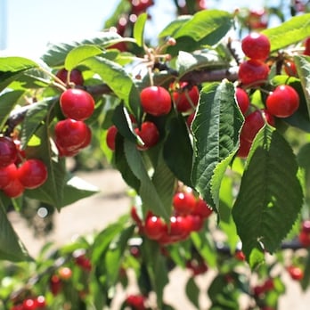 Golden Goat Farms Amber Cherry Scented Bubble Bath with Goats Mi 並行輸入品 AMBER\u0027S U-PICK CHERRY FARM - CLOSED - Updated November 2025 - 38