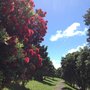 Photo of Big King Reserve