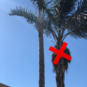 Real Tree Service - Tree Services Near Me