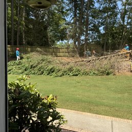 Precision tree cutting Precision tree cutting