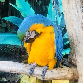 Jungle Island - Amusement Parks Near Me - Miami, Florida Jungle Island - Amusement Parks Near Me - Miami, Florida