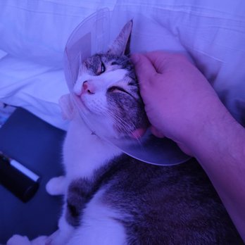 MexiVet Express - After 4 nights in hospital, this is how happy my guy is. USE THIS SERVICE!!! - Veterinarians Near Me