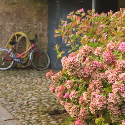 Ballymaloe House Hotel, an SLH Hotel by null