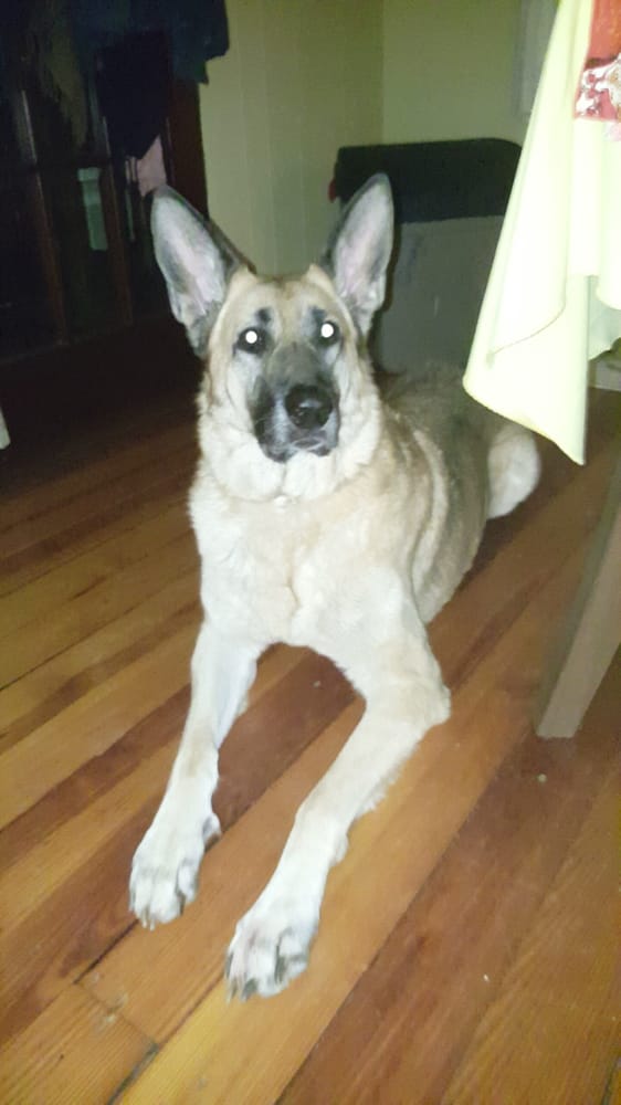 Amy Jo's Pet & Sit - pet boarding facility in Allentown, PA