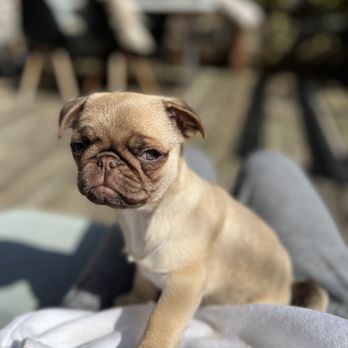 Fairytale Frenchies - Pet Breeders Near Me Fairytale Frenchies - Pet Breeders Near Me