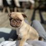 Photo of Fairytale Frenchies