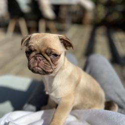 Fairytale Frenchies