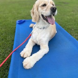 Hawaii Dog Training Academy - Mugi place command pt.2
