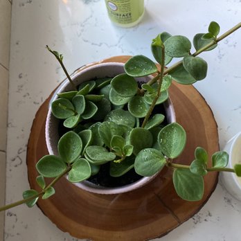 Kent East Hill Nursery - Nurseries & Gardening Near Me - Kent, Washington