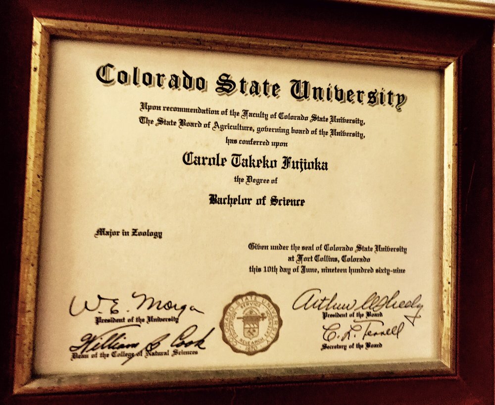 blue buffalo dog food senior large breed