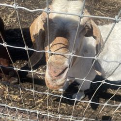 A goat...