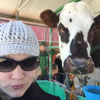 Mulberry Lane Farm - This cow is not amused. - Pumpkin Patches Near Me - Hilbert, Wisconsin