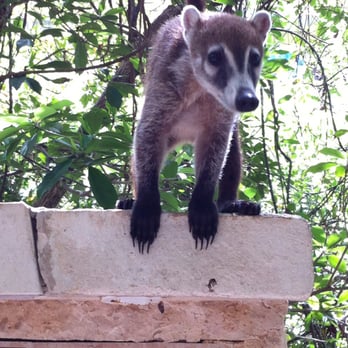 Catalonia Royal Tulum - Cute little critter! - Hotels Near Me - Xpu Ha, ROO