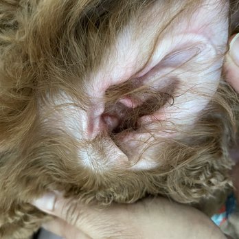 The Dog Pawlor - Rashes inside his ear - Pet Groomers Near Me - San Jose, California