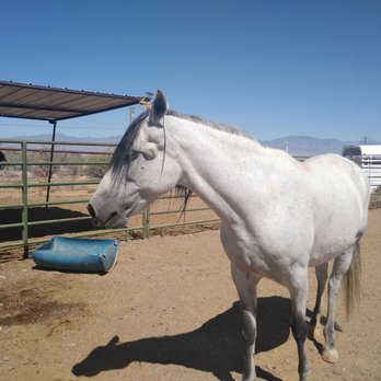 Animal Adoption - Rescued - Pet Adoption Near Me Animal Adoption - Rescued - Pet Adoption Near Me