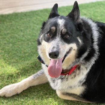 Boarding Buddy - Pet Boarding Near Me - Tallahassee, Florida Boarding Buddy - Pet Boarding Near Me - Tallahassee, Florida