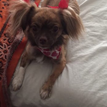 Verdugo Pet Cabin - Phoenix is clean and ready for Valentine's Day - Pet Groomers Near Me - Glendale, California Verdugo Pet Cabin - Phoenix is clean and ready for Valentine's Day - Pet Groomers Near Me - Glendale, California
