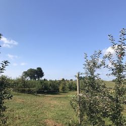 Dowse Orchards - View from the trees
