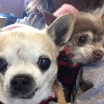 Orange Hill Veterinary Hospital - Pet Groomers Near Me - Orange, California Orange Hill Veterinary Hospital - Pet Groomers Near Me - Orange, California