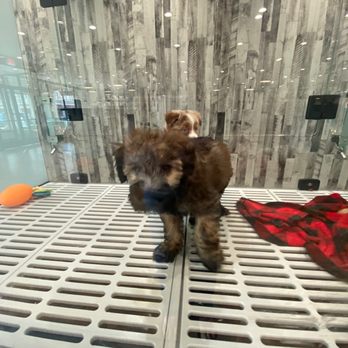 Petland Kingsdale-Upper Arlington - Pet Stores Near Me - Columbus, Ohio Petland Kingsdale-Upper Arlington - Pet Stores Near Me - Columbus, Ohio