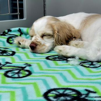 Petland -McKinney - December 2024 - Pet Stores Near Me - McKinney, Texas