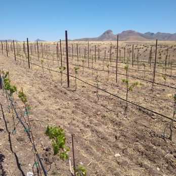 Arizona Winery Tours - Rune vines - Wine Tours Near Me Arizona Winery Tours - Rune vines - Wine Tours Near Me
