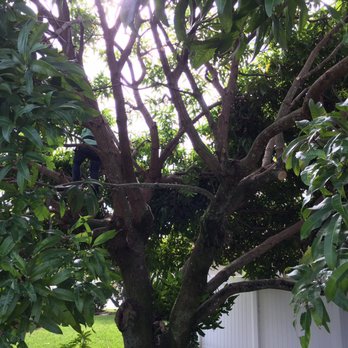 Vasquez Tree Service - Men at work! - Tree Services Near Me - West Palm Beach, Florida Vasquez Tree Service - Men at work! - Tree Services Near Me - West Palm Beach, Florida