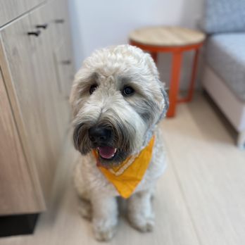 Small Door Veterinary - Upper East Side - Veterinarians Near Me - New York, New York Small Door Veterinary - Upper East Side - Veterinarians Near Me - New York, New York
