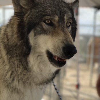Wolf Mountain Sanctuary - Animal Shelters Near Me - Lucerne Valley, California Wolf Mountain Sanctuary - Animal Shelters Near Me - Lucerne Valley, California